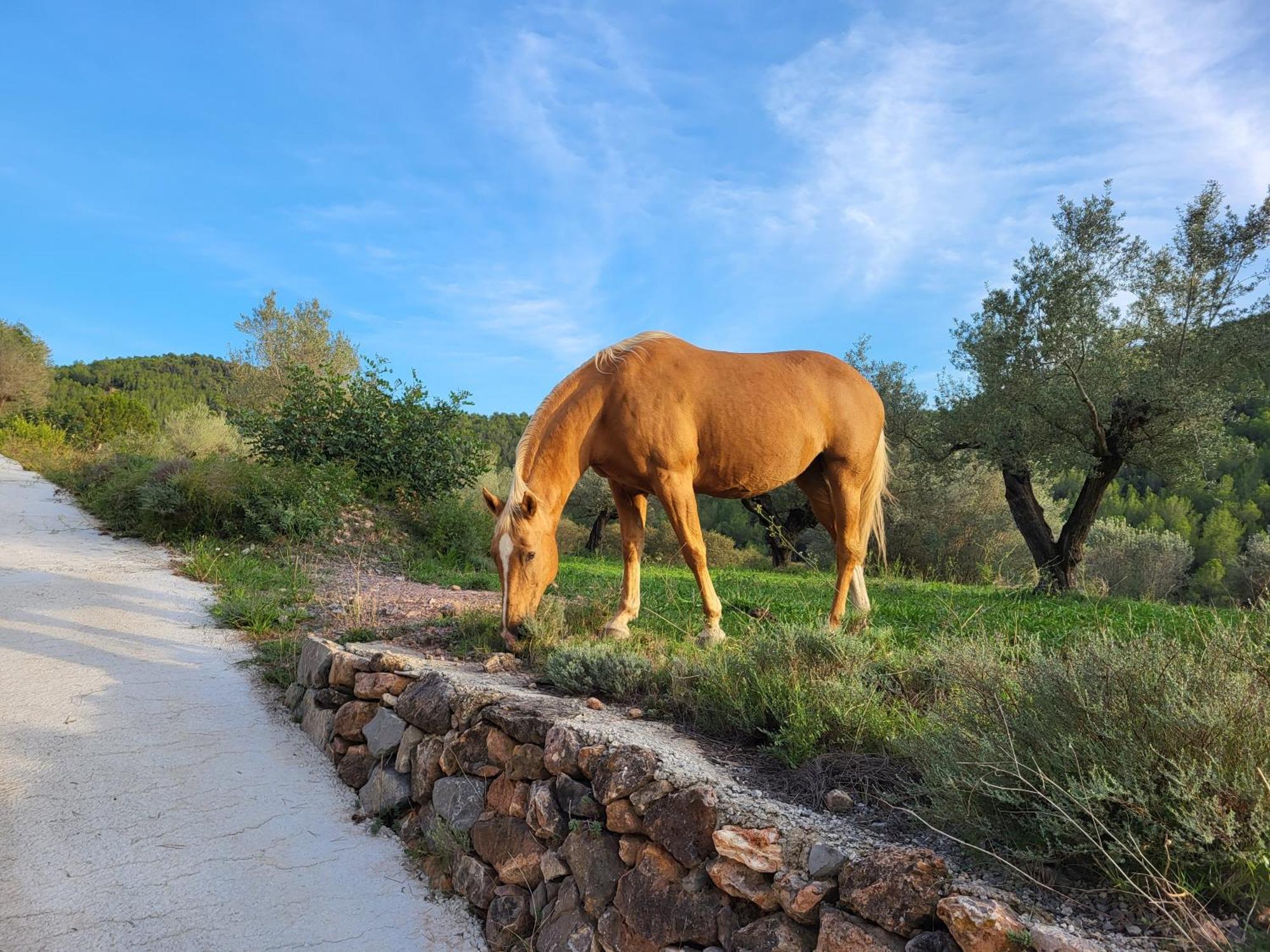 Masia De Matuta Vall de Almonacid Bagian luar foto